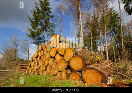 Ernte in der Forstwirtschaft: Baumstammhaufen im Wald Stockfoto