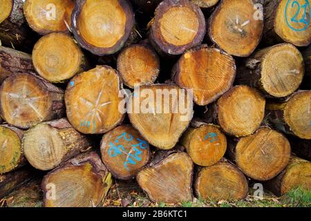 Ernte in der Forstwirtschaft: Baumstammhaufen im Wald Stockfoto