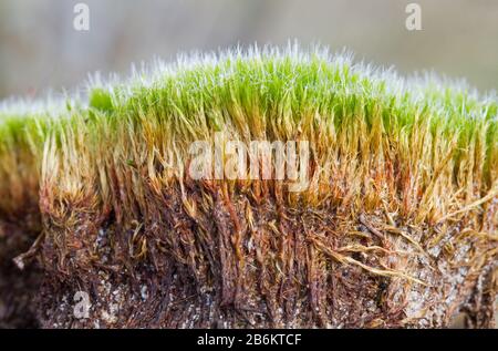 Querschnitt durch einen dicken und dichten Moos-Teppich Stockfoto