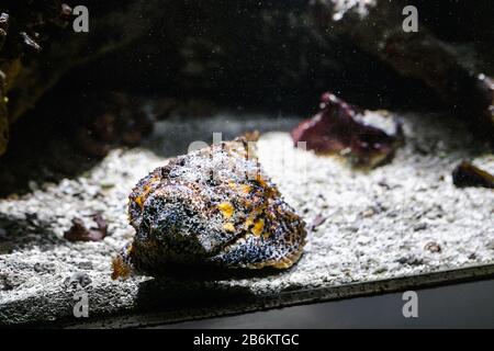 Verkleidet als Steinfisch in einem Aquarium Stockfoto