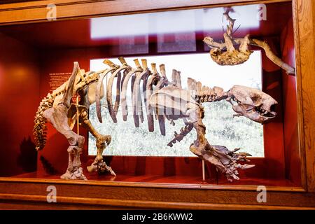 24. MÄRZ 2017, WIEN, ÖSTERREICH: Säbelzahntiger oder Smilodonskelett im Naturhistorischen Museum in Wien Stockfoto