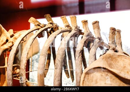 24. MÄRZ 2017, WIEN, ÖSTERREICH: Säbelzahntiger oder Smilodonskelett im Naturhistorischen Museum in Wien Stockfoto