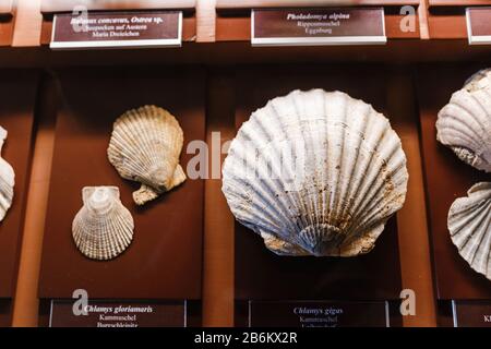 Fossil Shell Chlamys und Pecten im Museum Stockfoto
