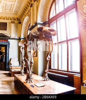 24. MÄRZ 2017, WIEN, ÖSTERREICH: Deinotherium Skelett im Naturhistorischen Museum Stockfoto