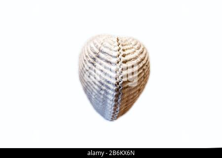Versteinerte Schale isoliert auf Weiß Stockfoto