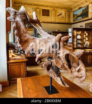 24. MÄRZ 2017, WIEN, ÖSTERREICH: Versteinerte Ausstellung des Schädels des Dinosauriers Triceratops auf der Ausstellung im Naturhistorischen Museum in Wien Stockfoto