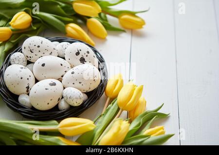 Schöne gelbe Tulpen mit gepunkteten Wachteln und Huhn Eier im Nest auf Weiß Stockfoto