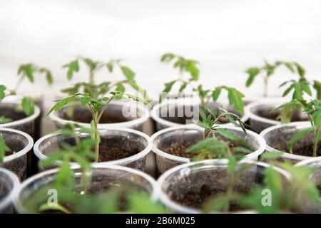 Tomatensämlinge in einem in einzelnen Töpfen gepflanzten Gewächshaus - selektiver Fokus Stockfoto