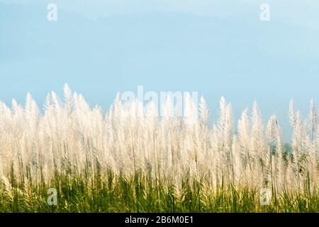 Weiße, flauschige Wildblume, Saccharum Spontaneum in hellblauer Kulisse am Nachmittagshimmel Stockfoto