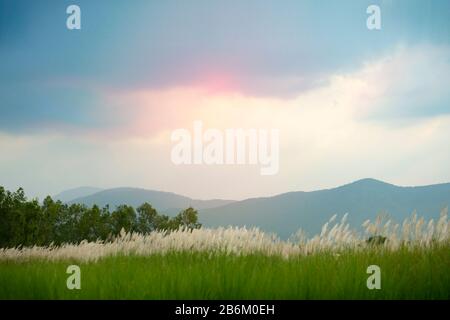 Saccharum Spontaneum, weiße, flauschige Blume bei Sonnenuntergang auf dem Land, Thailand Stockfoto