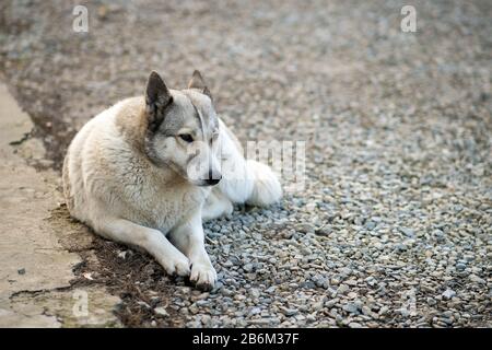 Porträt einer Hunderasse Westsibirischen Laika sitzen draußen in einem Hof. Stockfoto