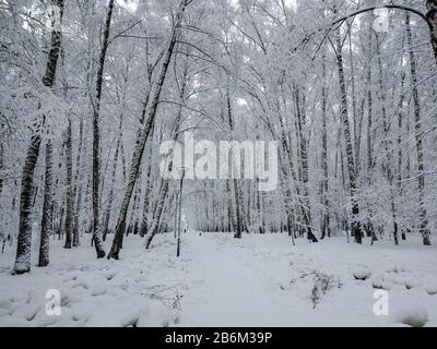 Winterlandschaft mit den Bäumen und Büschen mit Schnee nach einem starken Schneefall bedeckt Stockfoto