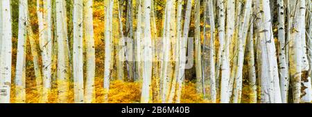 Doppelbelastung eines Aspen-Hains, Phelps Lake, Grand Teton National Park, Wyoming, USA Stockfoto