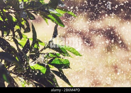 Wassertropfen auf grünen Blättern im Garten Stockfoto