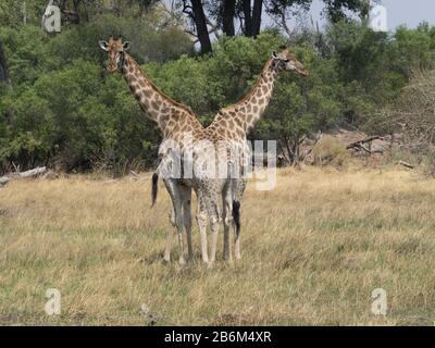 Zwei Giraffen (Giraffa camelopardalis), die in einem Wald stehen, Okavango-Delta, Ngamiland, Botswana Stockfoto