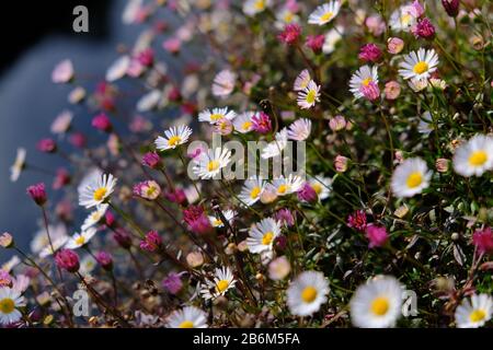 Mexikanische Fleabane duften an einem sonnigen Tag in Gänseblümchen Stockfoto
