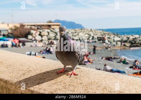 Blick auf die Boccadasse von Genua, Ligurien, Ligurisches Meer, Italien Stockfoto