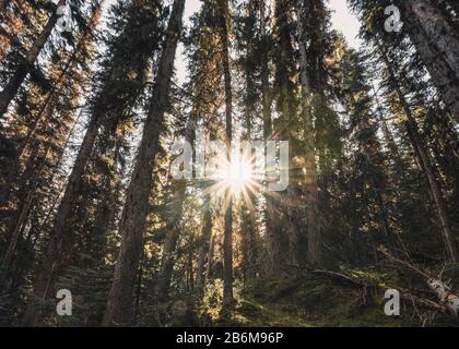 Die Sonne scheint durch den Herbst-Kiefernwald im Nationalpark Stockfoto