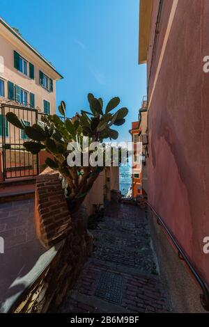 Blick auf die Boccadasse von Genua, Ligurien, Ligurisches Meer, Italien Stockfoto