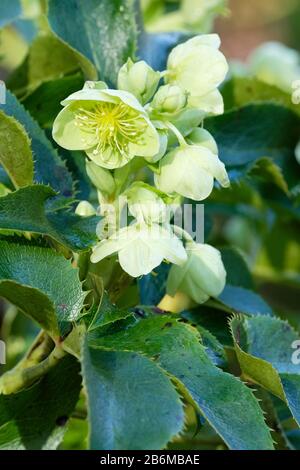 Hellgrüne Hängeblümchen von Helleborus argutifolius, der holmig-blättrigen Hellebore oder korsischen Hellebore im frühen Frühjahr Stockfoto