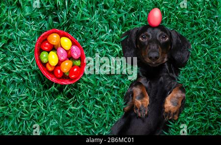 Lustiger fröhlicher oster-dachshund-Wursthund mit vielen Eiern und Korb, schlafend und liegt oder legt diese Ferienzeit auf Gras Stockfoto