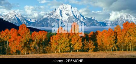 Bäume in einem Wald mit schneebedeckter Bergkette im Hintergrund, Teton Range, Oxbow Bend, Grand Teton National Park, Wyoming, USA Stockfoto