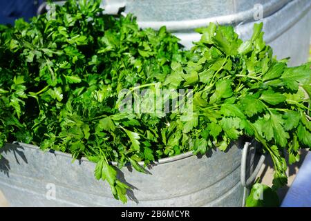 Frische grüne, flache Petersilie auf dem Bauernmarkt Stockfoto