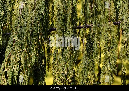Die hängenden Äste der Nootka Cypress. Stockfoto