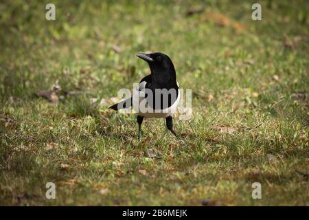 Gemeine und eurasische Magpie in Espejo, Alava, Spanien Stockfoto