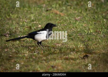 Gemeine und eurasische Magpie in Espejo, Alava, Spanien Stockfoto