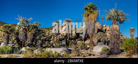 Ansicht von Fan Palms (Washingtonia filifera), Baja California Sur, Mexiko Stockfoto