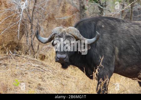 Ein Wasserbüffel, der auf einem Trockenrasenfeld in Südafrika steht Stockfoto