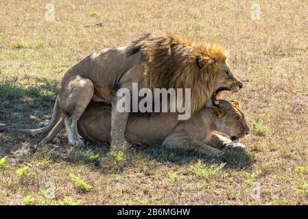 Bei Sonnenschein brüllt der männliche Löwe Stockfoto