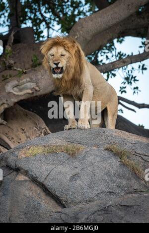 Männlicher Löwe brüllt von der Spitze des Felsens Stockfoto