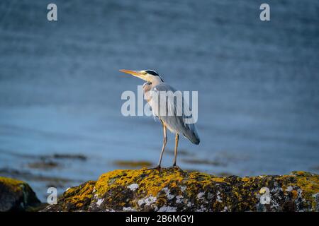Einzelner grauer Reiher (Ardea cinerea), der auf einem Felsen an der Seite eines Lochs steht, das von untersetzter Sonne beleuchtet wird, Insel Mull, Schottland, Großbritannien Stockfoto