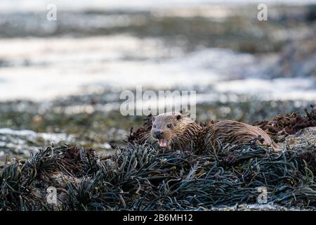 Europäische Otter (Lutra Lutra) - Cub oder Kit, auf einem Bett mit Algen liegend, das zu seiner Mutter, Schottland, Großbritannien, ruft Stockfoto