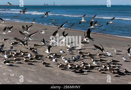 Eine Schar von Black Skimmers landet am Strand, unter einer Gruppe von Gulls, am Cape Canaveral Beach. Stockfoto