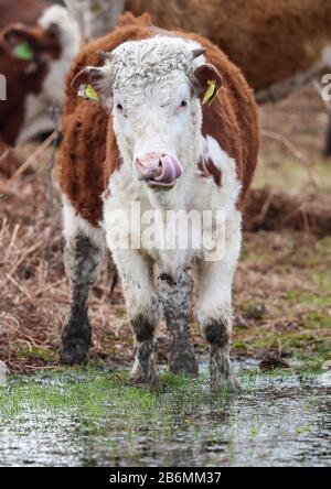 Eine Kuh im neuen Wald mit der Zunge in der Nase Stockfoto