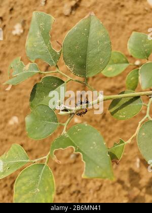 Zwei schwarze Gartenameisen (Lasius niger), die sich auf einer Anlage gegenüberstehen Stockfoto