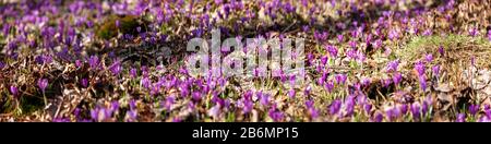 Unglaublich schöne Blüte der Frühlingsrokuchen auf einem Waldrasen. Foto an einem sonnigen Tag im Bannerformat aufgenommen Stockfoto