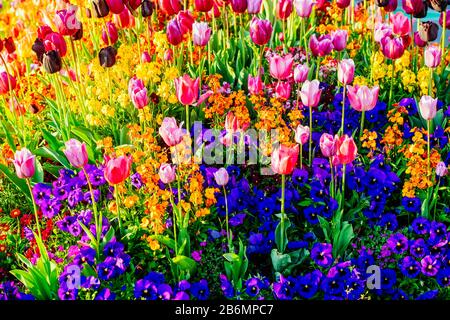 Nahaufnahme von Tulpen, Victoria, British Columbia, Kanada Stockfoto