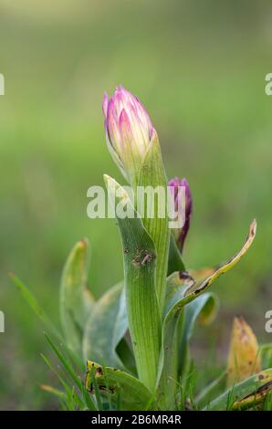 Schmetterlings-Orchidee, Orchis papilionacea, beginnt auf der Wiese, Andalusien, Südspanien zu blühen. Stockfoto