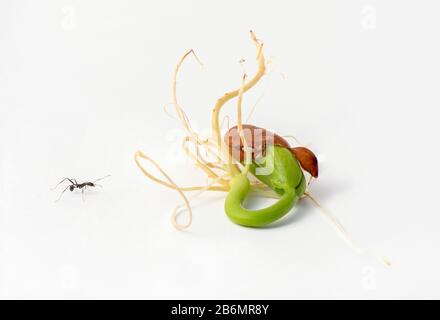 Nahaufnahme von jungen Samen der Frühlingsbohne, sprießenden und keimenden Samen. Stockfoto