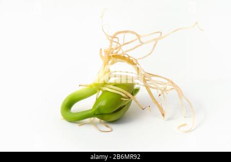 Nahaufnahme von jungen Samen der Frühlingsbohne, sprießenden und keimenden Samen. Stockfoto