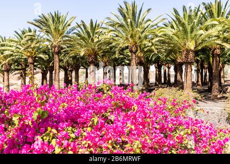 Palmen und rosafarbene Blumen in Pajara auf der Kanareninsel Fuerteventura Stockfoto