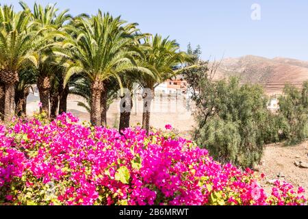 Palmen und rosafarbene Blumen in Pajara auf der Kanareninsel Fuerteventura Stockfoto