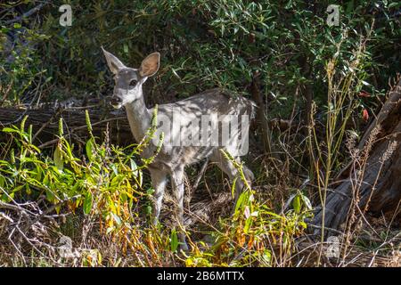 Single coues whitetial Deer oder Odocoileus virginianus couesi entlang der landschaftlich reizvollen Fahrt des Chiricahua National Monument Stockfoto