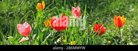 Bunte rote Tulpen (Tulipa L) in Blüte zwischen dem Gras im Stadtgarten. Frühling und warme Landschaft mit blühenden Blumen im Sonnenschein Stockfoto