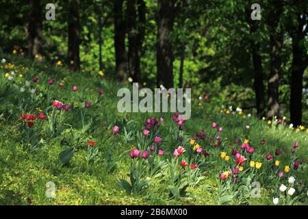 Auf einem Parkrasen in einem Stadtgarten sprießen bunte Tulpen. Frühlingsblumen im Aufblühen zwischen dem Gras. Die ersten Blumen Stockfoto