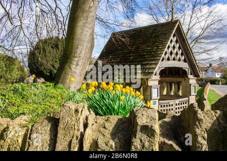 Narzissen blühen in der Nähe des Lychgates in St Peter's Churchyard, Sharnbrook, Bedfordshire, Großbritannien Stockfoto